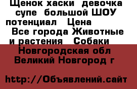 Щенок хаски, девочка супе, большой ШОУ потенциал › Цена ­ 50 000 - Все города Животные и растения » Собаки   . Новгородская обл.,Великий Новгород г.